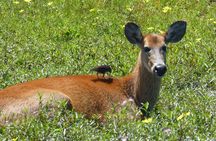 Connect with the nature of Iberá on a private tour