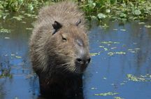 Connect with the nature of Iberá on a private tour