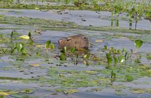 Connect with the nature of Iberá on a private tour
