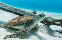 Swim with Turtles at Turtle Bay, Curacao: Boat, Blue Room Cave