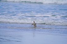 Clearwater Wildlife - Small Guided Tours (10 max) Otago Peninsula