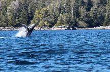 Sitka's Ultimate Wildlife Boat Tour