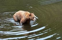 Sitka Private Adventure 4x4 Truck Tour & Lunch w/2 admissions 