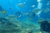 Diving Tour with Lunch 