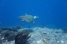 Tayrona, Snorkel & Beach
