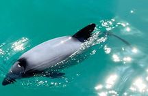 Akaroa Fox 2 Sailing and Wildlife Tour