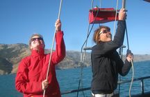 Akaroa Fox 2 Sailing and Wildlife Tour