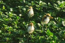 Small Group Tortuguero National Park Canoe Tour