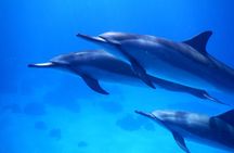 2-Hour Dolphin Watching and Double Reef with Snorkel in Hawaii