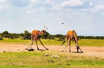  2 Days Amboseli National Park Safari Escape with Kentau