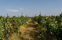 Vineyard Elegance: A Mendoza Wine Odyssey