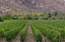 Vineyard Elegance: A Mendoza Wine Odyssey