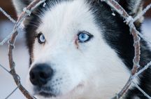 Husky Sledding Ride in Levi 5 KM