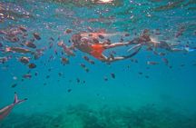 Snorkeling with turtles in Fujairah with Transfer & BBQ lunch