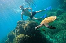 Snorkeling with turtles in Fujairah with Transfer & BBQ lunch