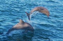 Dolphin & Sunset Cruises
