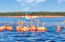 Excursion to Celestun, Swimming, Hiking & Boat Ride 