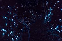 Waitomo Glowworm Caves In a Private Small Group Tour-Auckland.