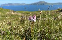 Guided Hebridean Farm Hike near Tobermory, Isle of Mull, Scotland