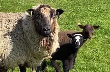 Guided Hebridean Farm Hike near Tobermory, Isle of Mull, Scotland