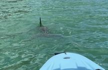 Guided Glow LED Kayak Sunset Activity in Bonita Springs