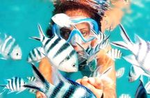 Family Fun-Snorkeling with Lunch Stop from Montego Bay
