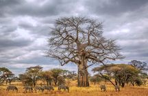 5 Days of Safari, Culture & Hot Springs – Tour from Arusha