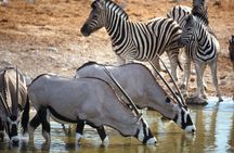 Full Day Safari Aquila Game Reserve INCLUDING TRANSFER