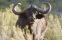 Full Day Safari Aquila Game Reserve INCLUDING TRANSFER