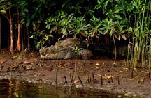 North Goa Island Backwaters: Scenic Boat Cruise & Nature Tour