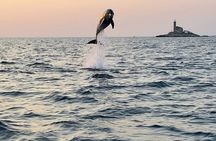 Dolphin Watching Sunset Speedboat Tour with Drinks in Rovinj