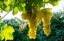 Paso Robles Self-Guided Wine Tour: GPS Audio Driving Guide