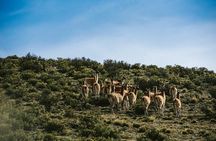 Full Day 4x4 Safari Tour in Villavicencio, Mendoza