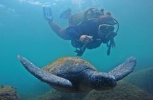 Diving with Turtles in Floripa