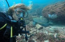 Diving with Turtles in Floripa