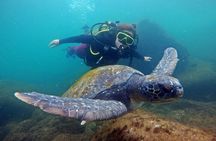 Diving with Turtles in Floripa