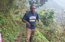 Jamaica Blue Mountain Coffee Tour and sightseeing experience