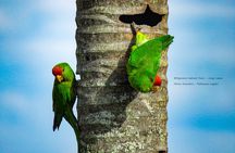 Birding route to learn about nature, Salento