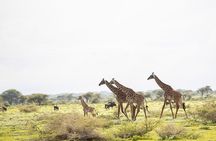 Private 7 Days Classic Safari Tour in Tanzania