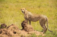 Private 7 Days Classic Safari Tour in Tanzania