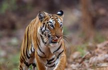 Dhikala Forest Rest House Night Stay in Jim Corbett National Park