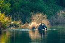 Thrilling Jeep Safari in Jim Corbett National Park with Guide