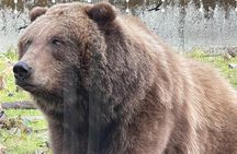 Sitka's Favorite Sites Private Land Tour for 6 (Meal option avail