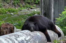 Sitka's Favorite Sites Private Land Tour for 6 (Meal option avail