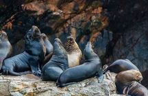 Full Day Tour to Visit Ballestas Islands and Paracas Reserve