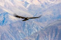 Arequipa : Colca Canyon 2 Days & 1 Night - Advenure