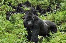 5 Days Gorilla and Chimpanzee Trekking in Uganda