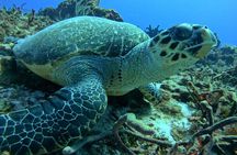 Enjoy two dives without previous experience with a boat trip