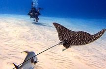 Enjoy two dives without previous experience with a boat trip