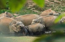 Wild Life Anakulam Jeep Safari
